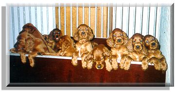 Marlland Irish Setters puppies